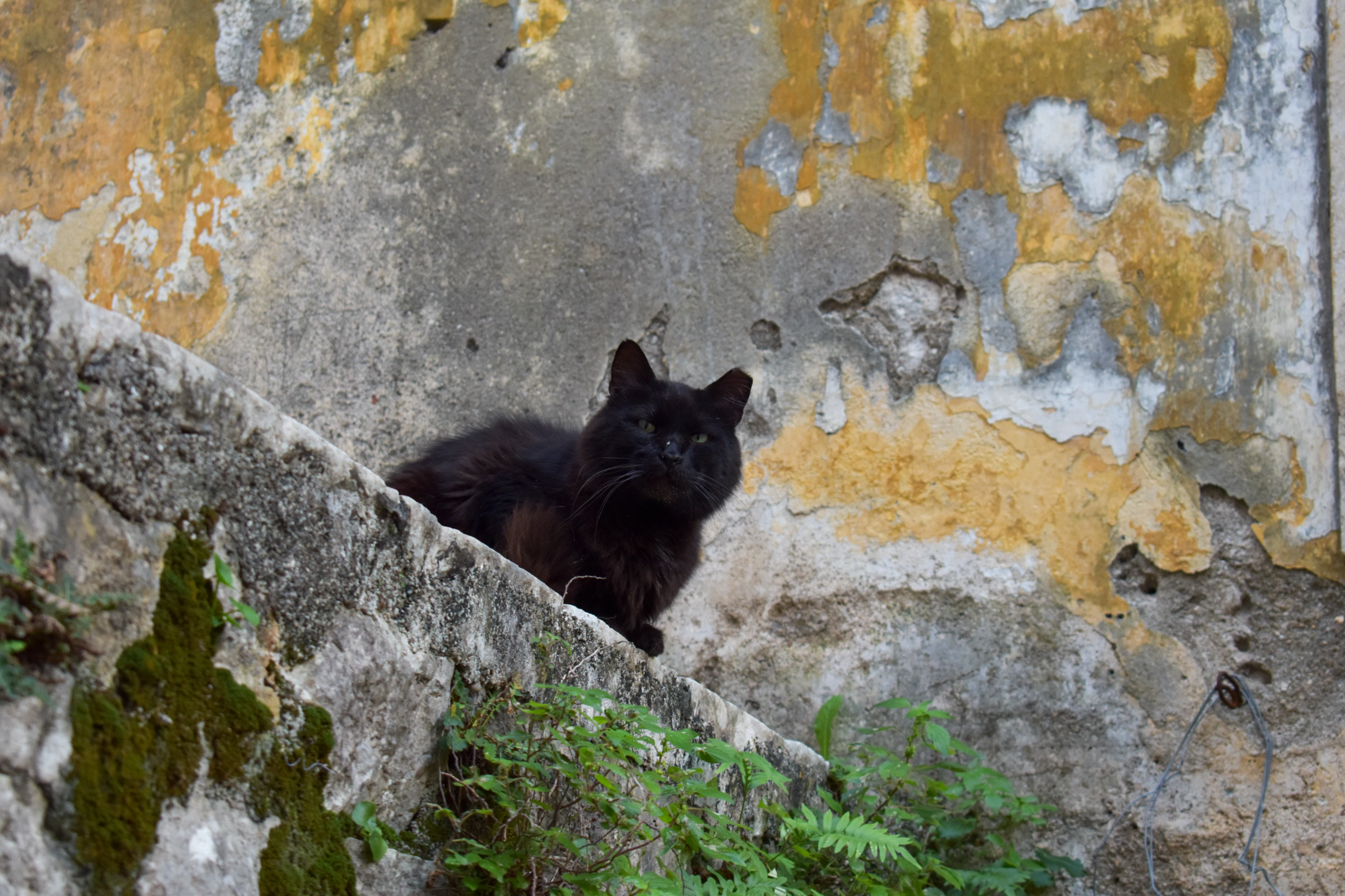 A black cat perched on a stone ledge against a weathered ochre wall.