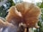 A close-up of fresh oyster mushrooms growing on a farm in natural light.