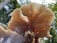 A close-up of fresh oyster mushrooms growing on a farm in natural light.