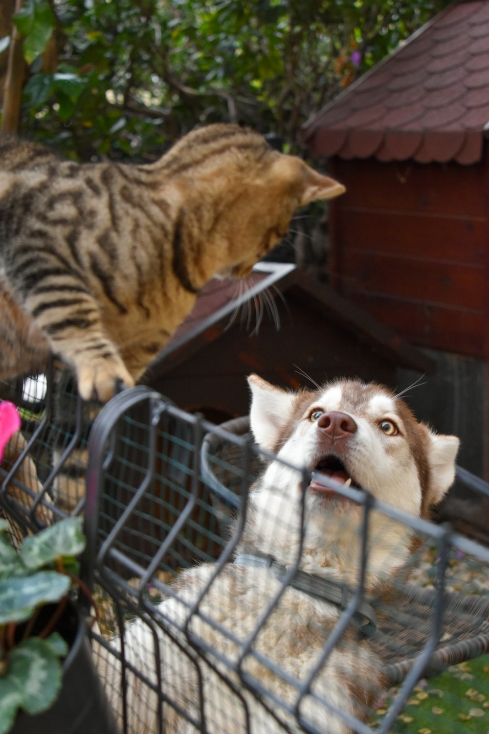 um gato e um cão em um carrinho de compras