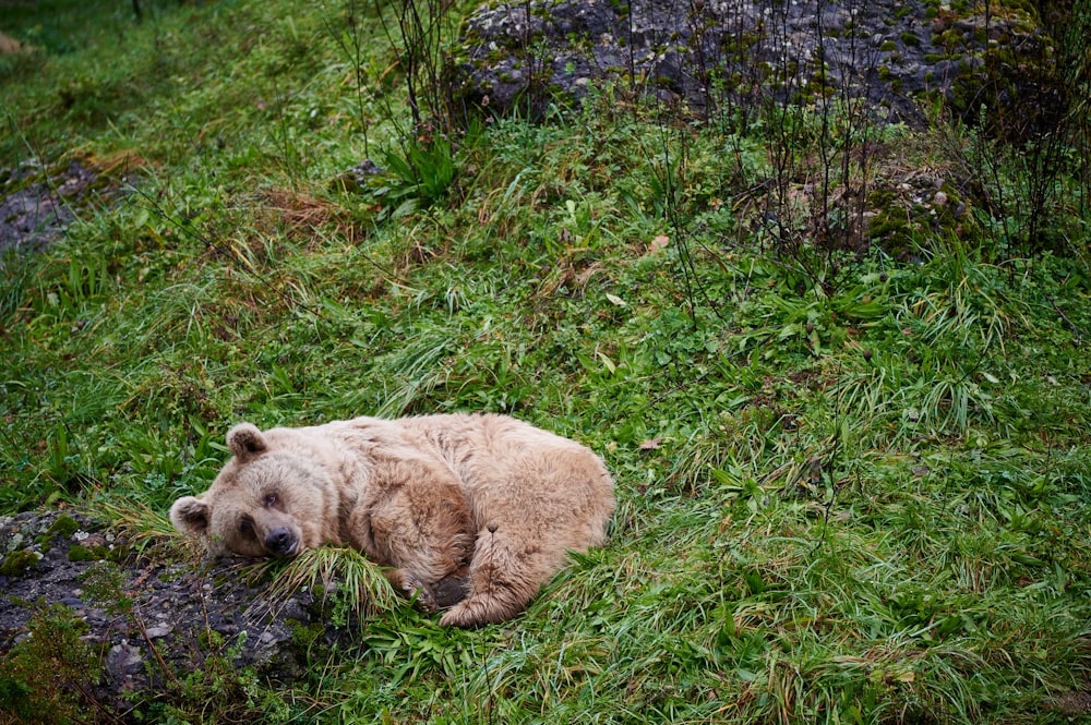 a bear laying in the grass