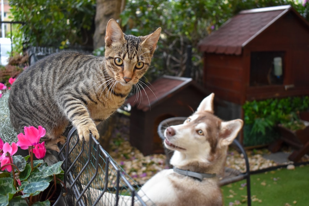 Un gatto e un cane su una sedia fuori