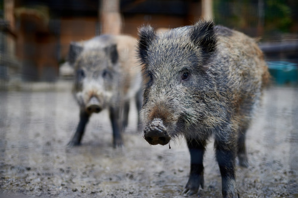 Foto zum Thema ein paar Schweine – Kostenloses Bild zu Natur- und tierpark  goldau auf Unsplash