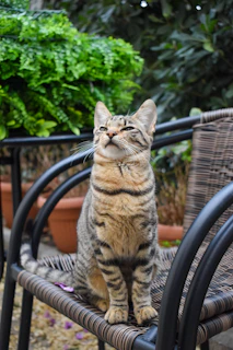 A majestic adult ragdoll cat perched elegantly on a rustic wooden chair surrounded by greenery.