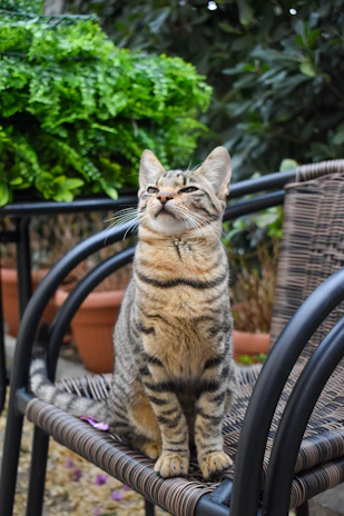 A majestic adult ragdoll cat perched elegantly on a rustic wooden chair surrounded by greenery.