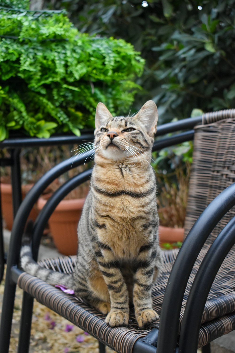 a cat sitting on a chair