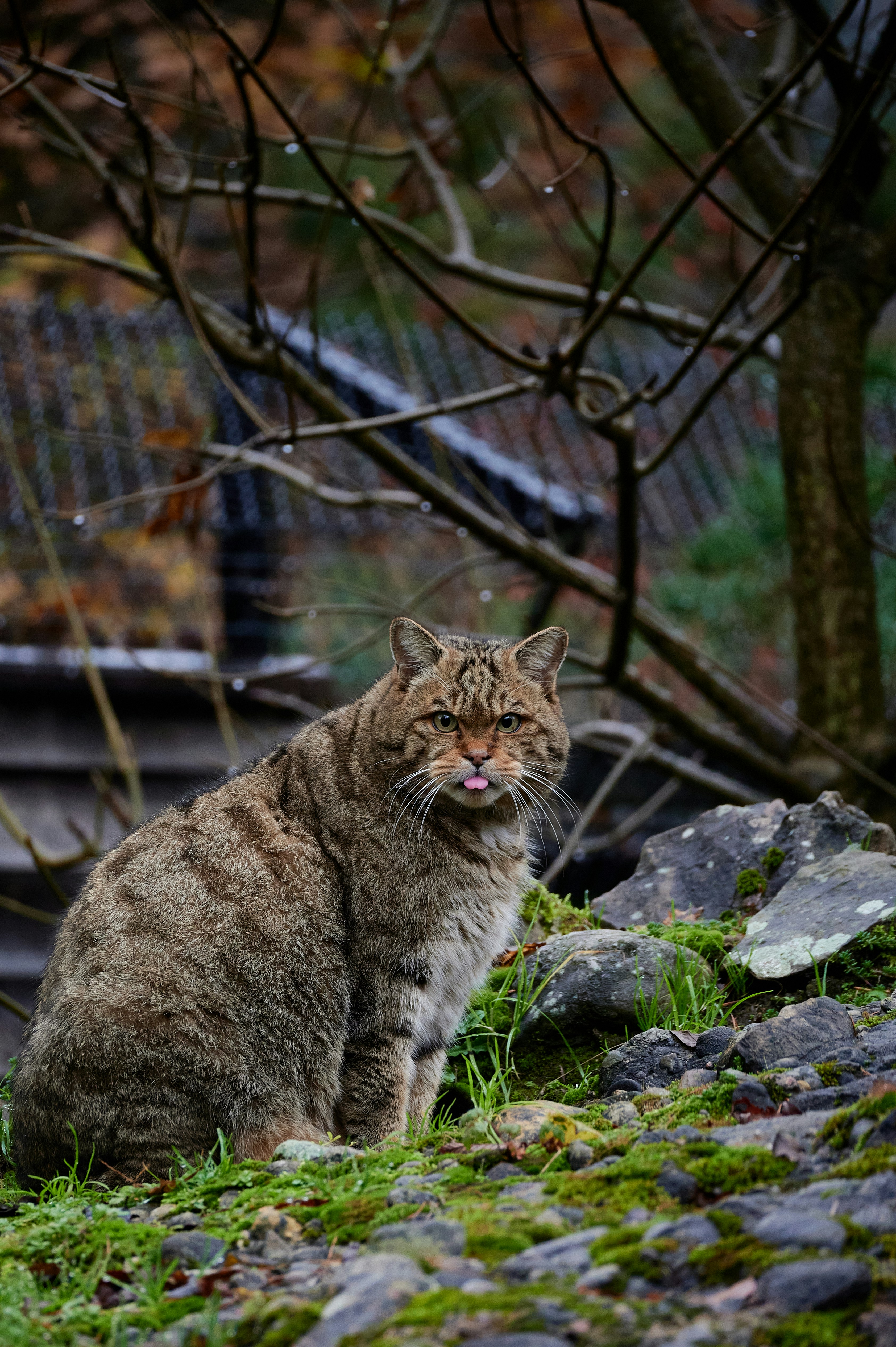 A cat sitting on rocks photo – Free Cat Image on Unsplash