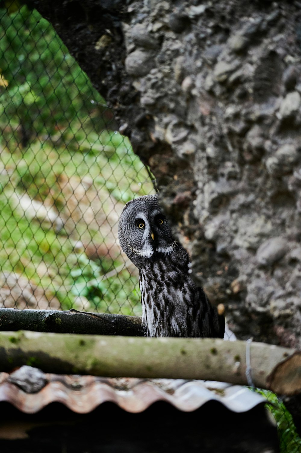 a bird sitting on a branch