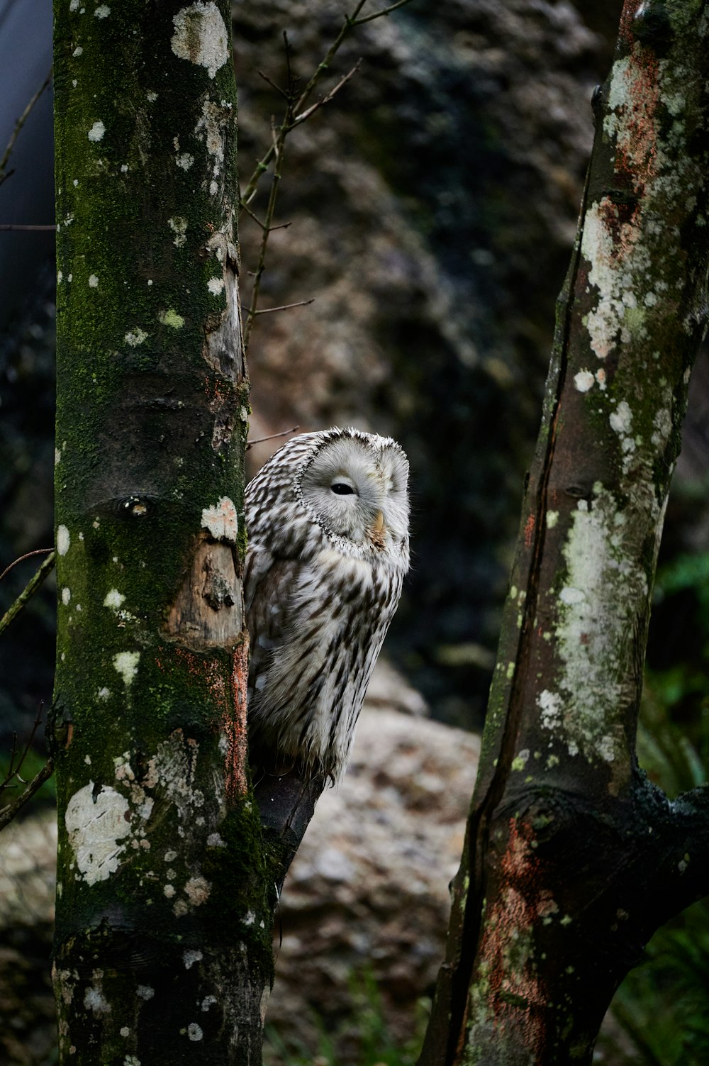 a white owl in a tree