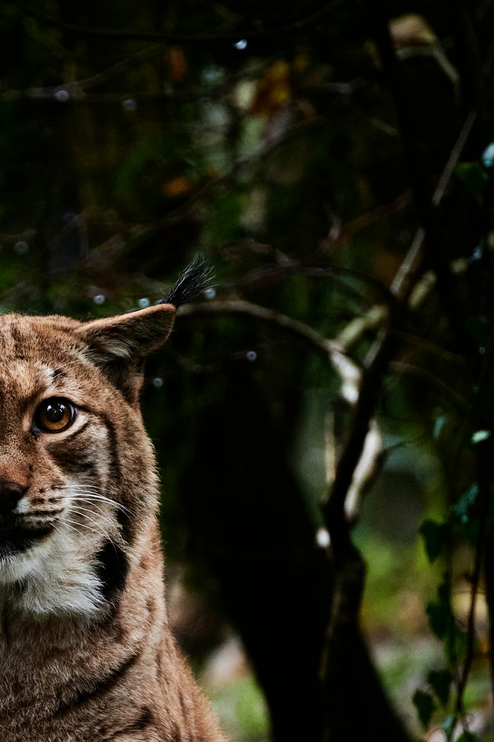 a wild cat with a small bird on its head