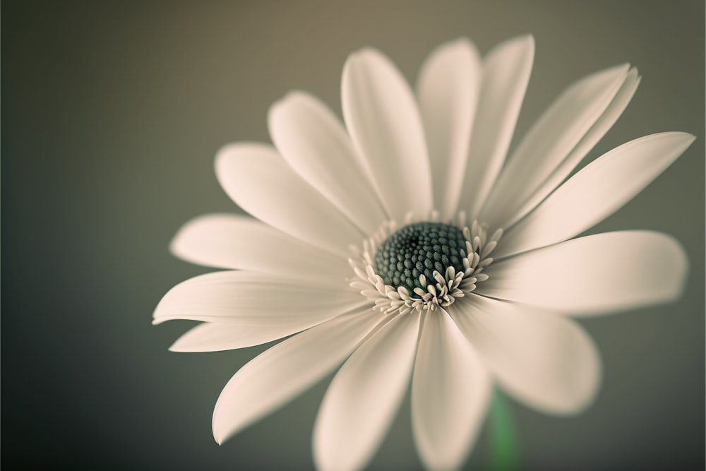 a white flower with a black center