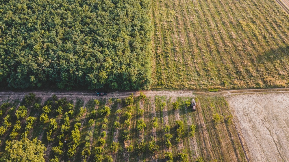 a field of crops