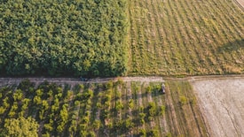 An aerial view of a large agricultural landscape featuring rows of trees and open fields. The image shows a mixture of dense green forest and cultivated land, with a small vehicle in one area.
