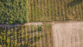 An aerial view of agricultural fields with varying textures and colors, bordered by a dense forest. A single vehicle is located on a dirt path dividing the fields, with visible rows of crops in one section and bare earth in another.