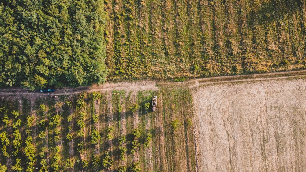 a large field of trees