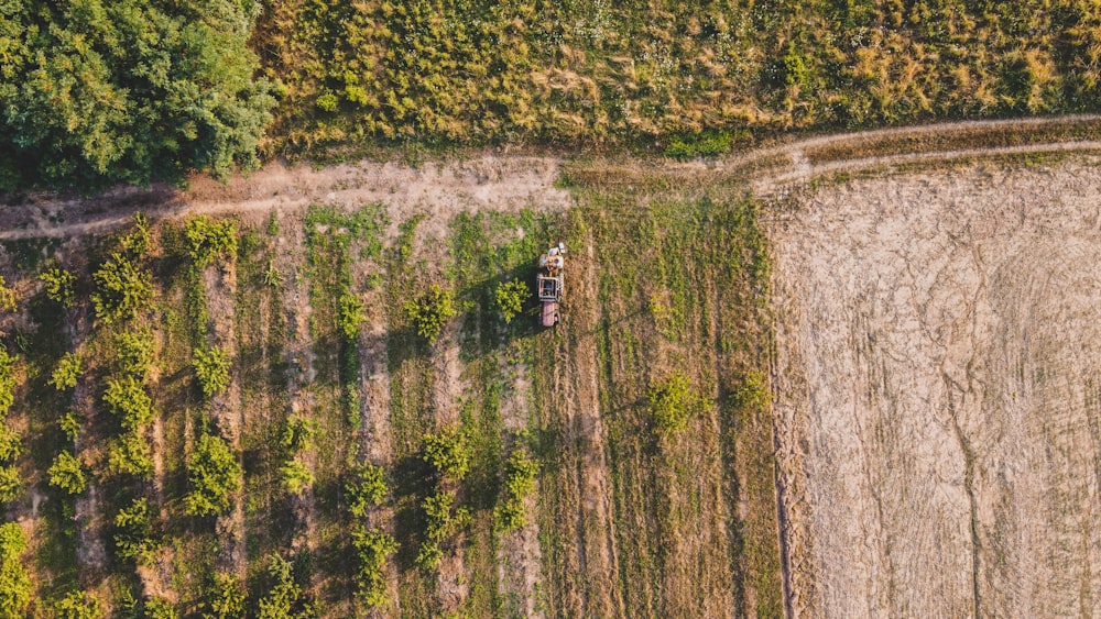 a person standing in a field of trees