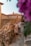 A family stands together in a rustic village setting with stone walls and houses. The scene is framed by vibrant purple flowers, adding a splash of color. The family consists of two adults and a child, all dressed in light, casual clothing, and they appear happy and relaxed.