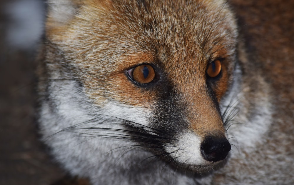 a close up of a raccoon