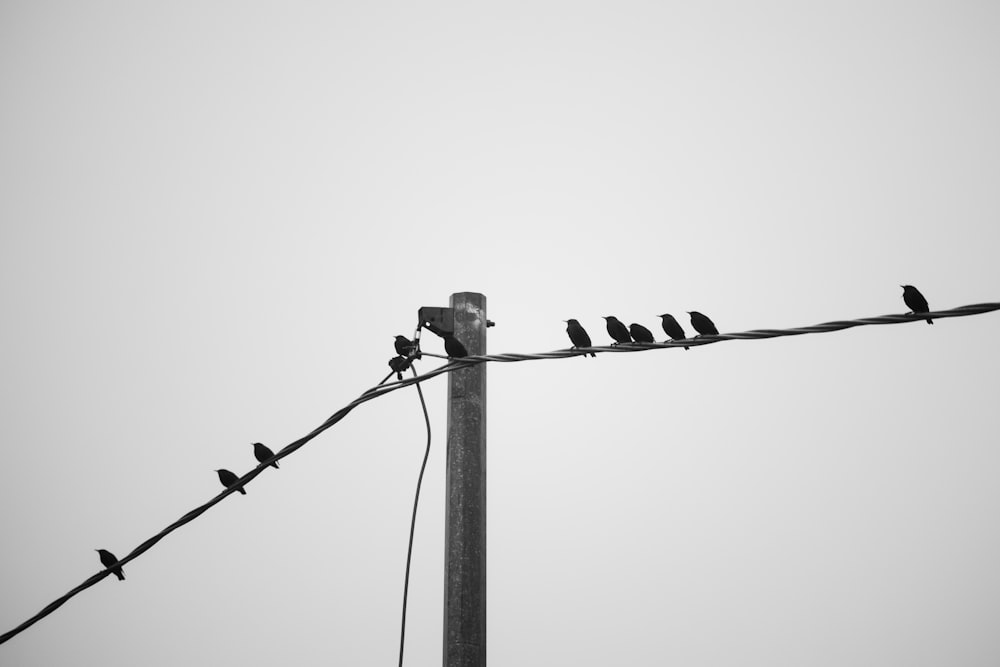 birds sitting on a power line