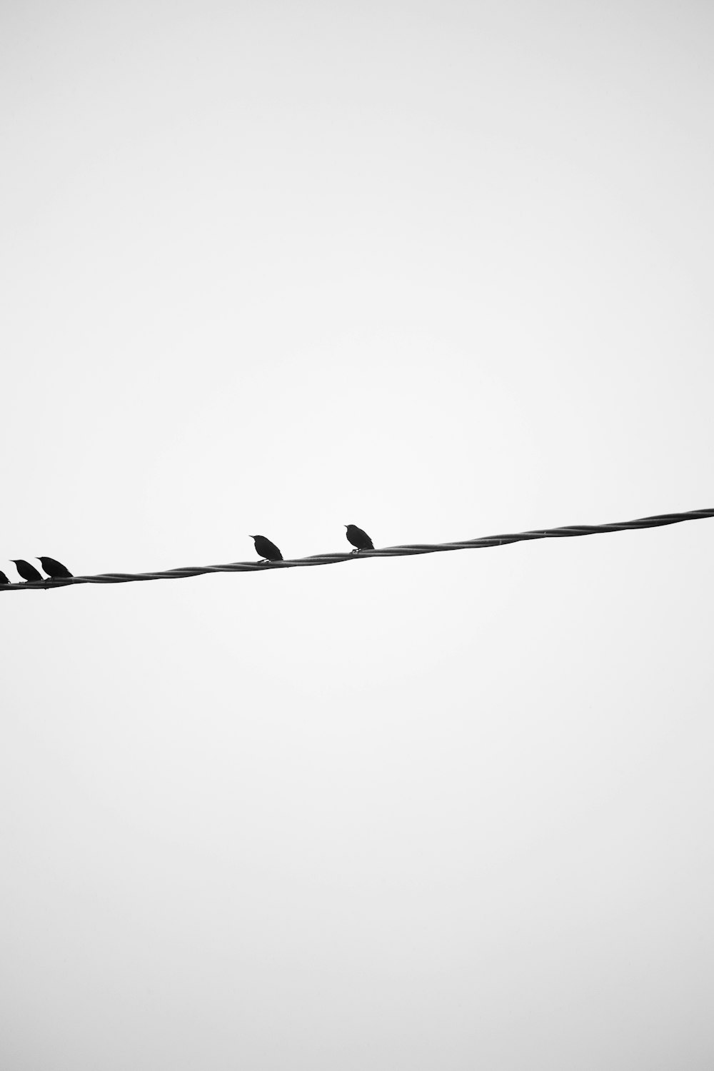 birds sitting on a wire