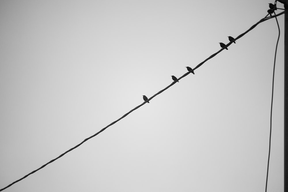 birds sitting on a power line