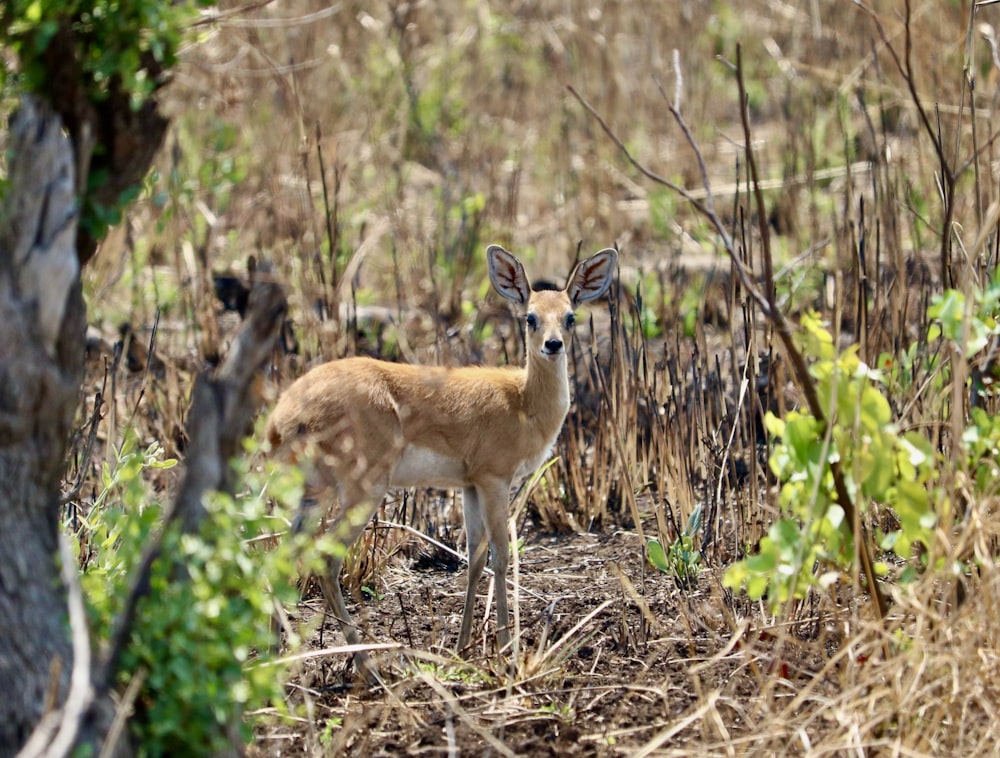 a deer in the woods