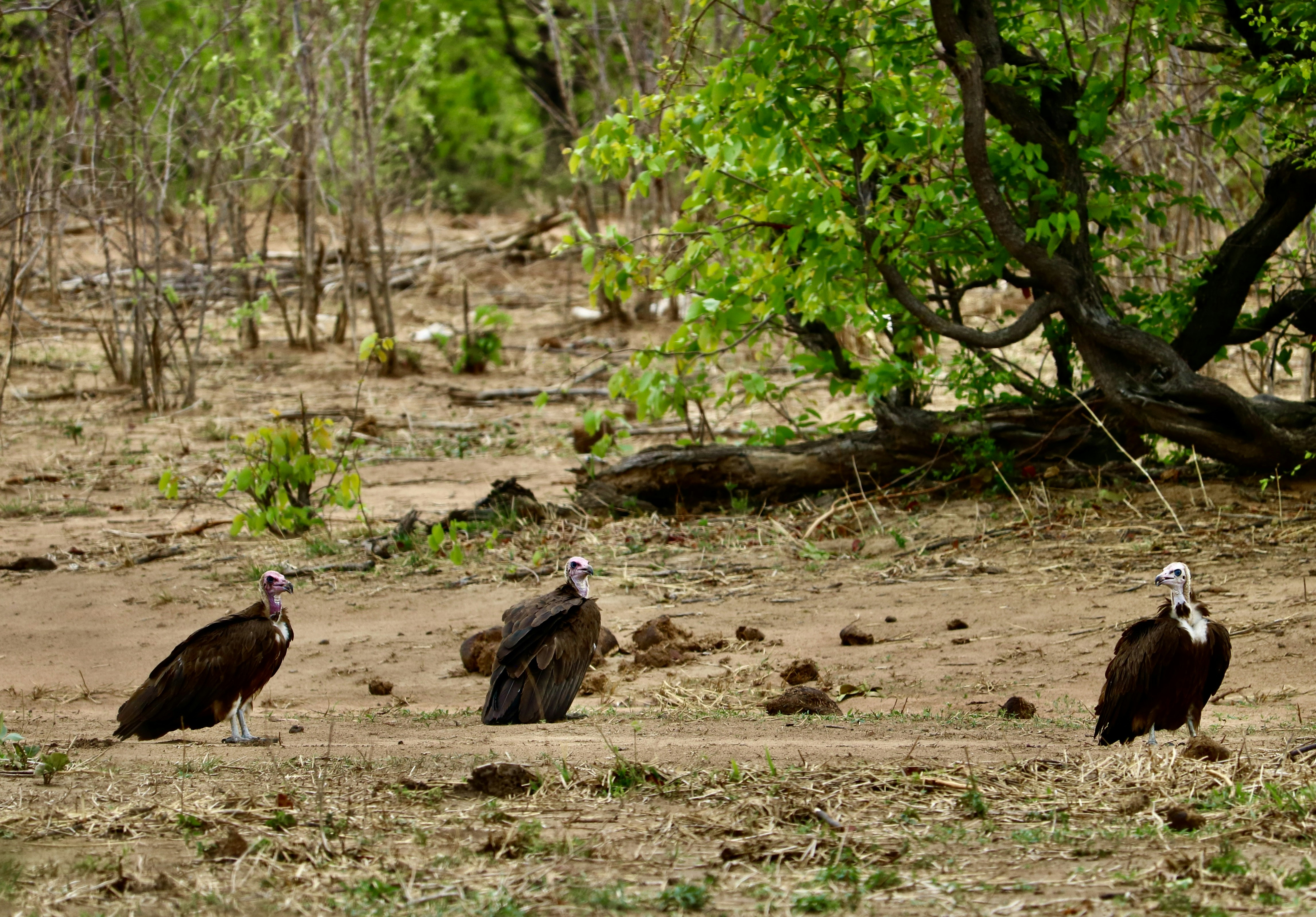 a group of birds in a forest