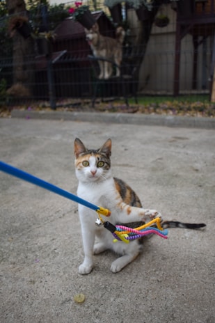 A calico cat is sitting on the ground with a playful expression, holding a blue stick with colorful strings attached to it. In the background, there is a dog standing on a raised platform behind a fence, surrounded by hanging plants.