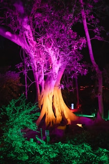 a tree with pink flowers