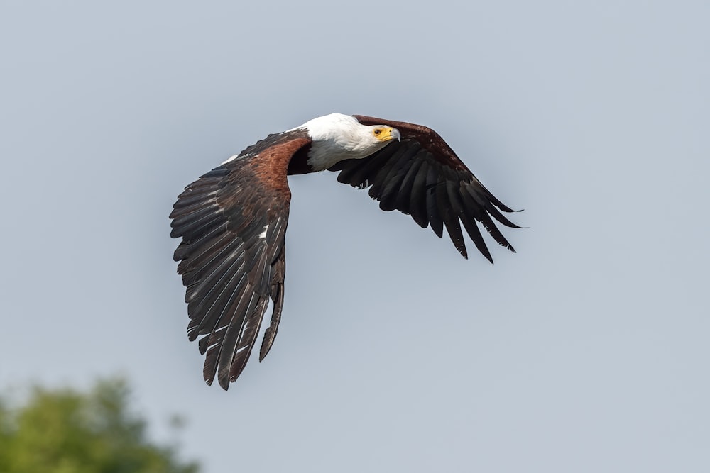 a bald eagle flying