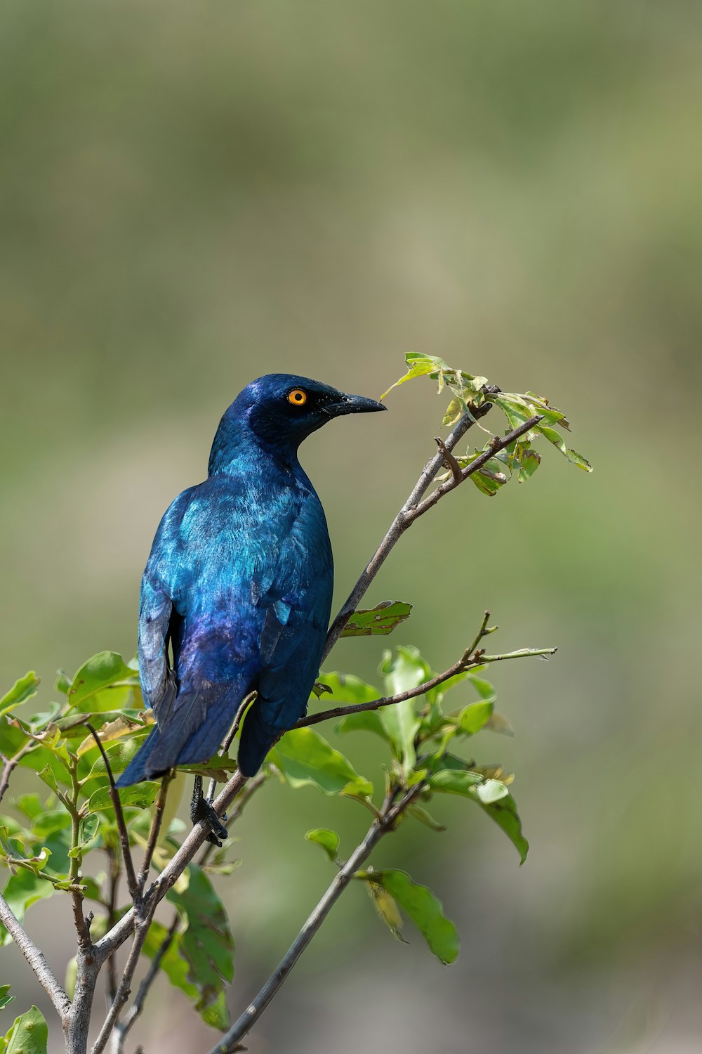 a bird on a branch