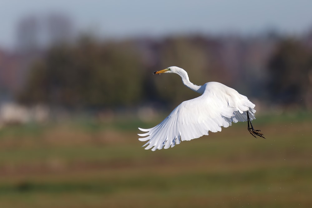 Ein weißer Vogel fliegt