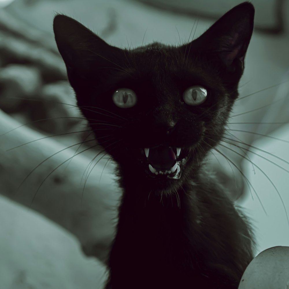 a black cat with its mouth open