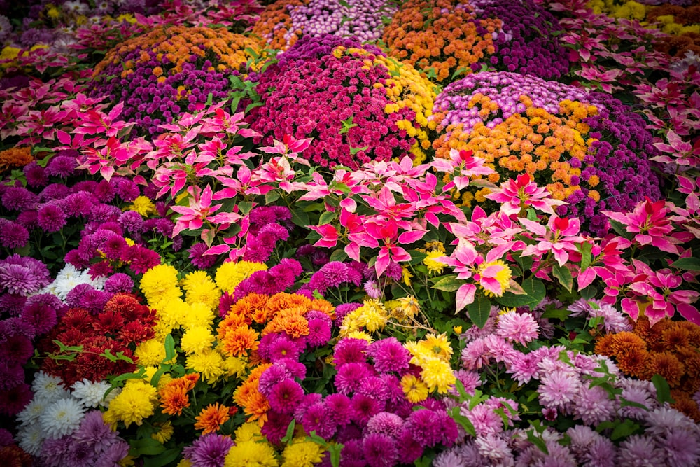 a large group of colorful flowers