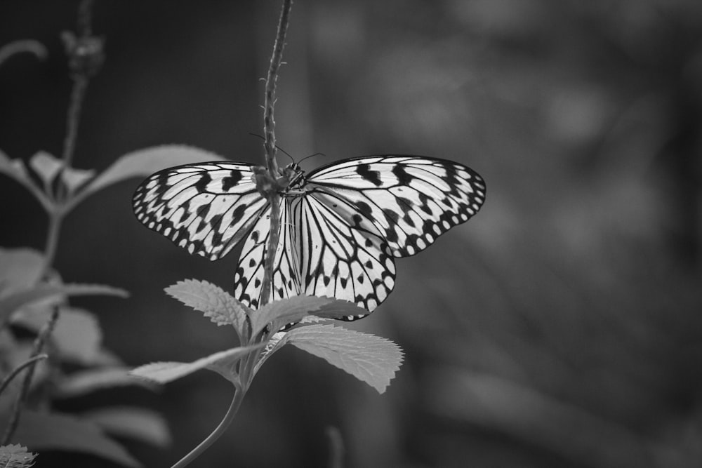 a butterfly on a leaf