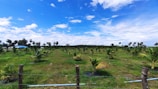 A vast plantation field with young palm trees arranged in neat rows. The sky is bright and clear with scattered fluffy clouds, creating a tranquil scene. The landscape is adorned with rich green grass and a backdrop of taller trees in the distance. A barbed wire fence borders the front of the field.