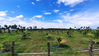 A vast plantation field with young palm trees arranged in neat rows. The sky is bright and clear with scattered fluffy clouds, creating a tranquil scene. The landscape is adorned with rich green grass and a backdrop of taller trees in the distance. A barbed wire fence borders the front of the field.