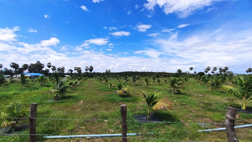 A vast plantation field with young palm trees arranged in neat rows. The sky is bright and clear with scattered fluffy clouds, creating a tranquil scene. The landscape is adorned with rich green grass and a backdrop of taller trees in the distance. A barbed wire fence borders the front of the field.