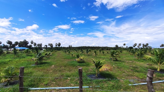 A vast plantation field with young palm trees arranged in neat rows. The sky is bright and clear with scattered fluffy clouds, creating a tranquil scene. The landscape is adorned with rich green grass and a backdrop of taller trees in the distance. A barbed wire fence borders the front of the field.
