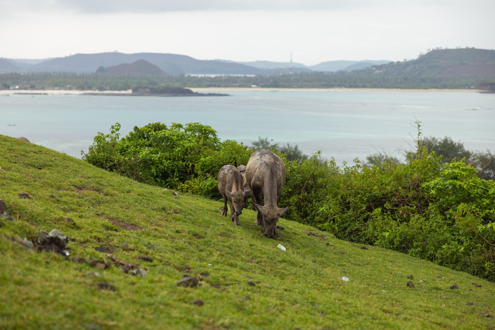 a couple of cows grazing on a hill by a lake