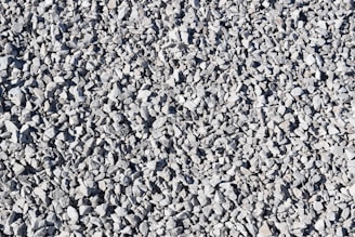 a large group of birds