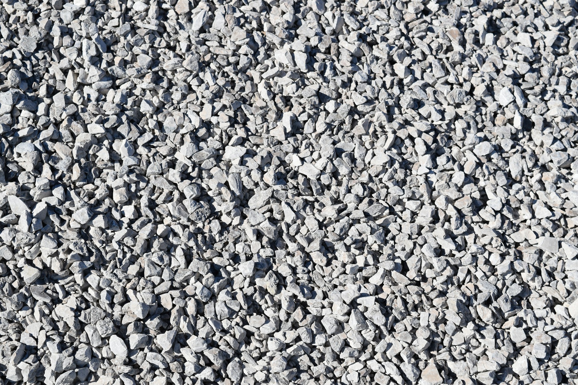 a large group of birds