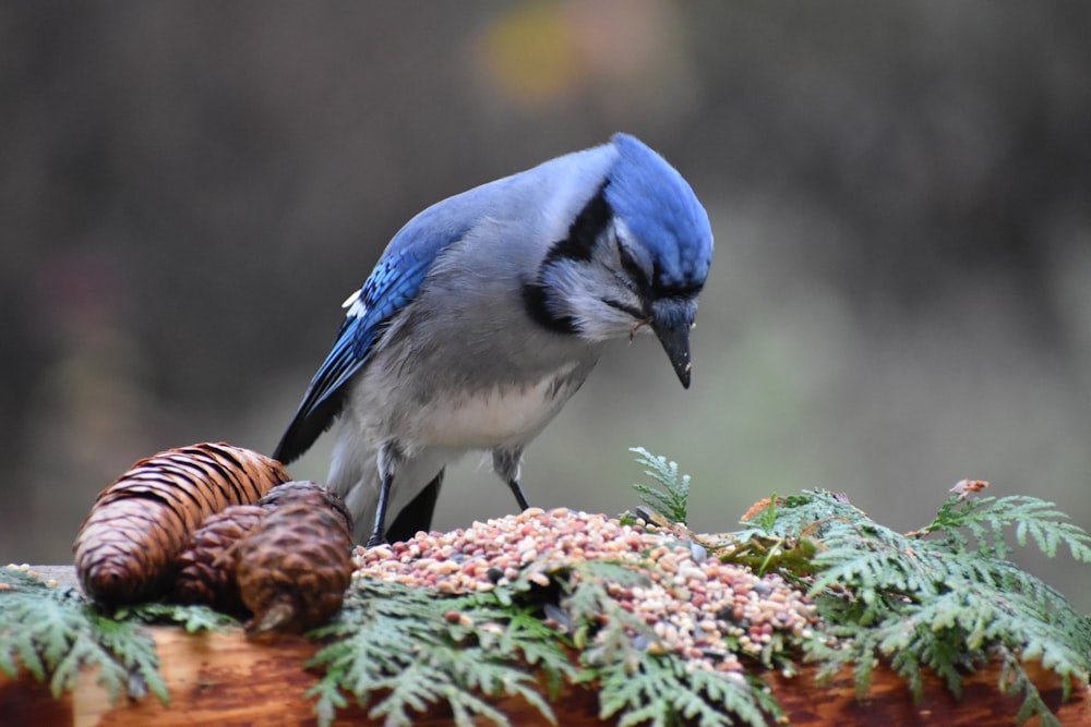 a bird standing on a branch