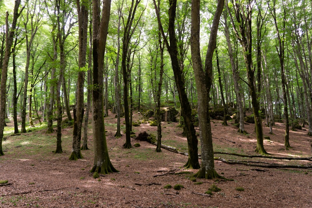 a dirt path through a forest