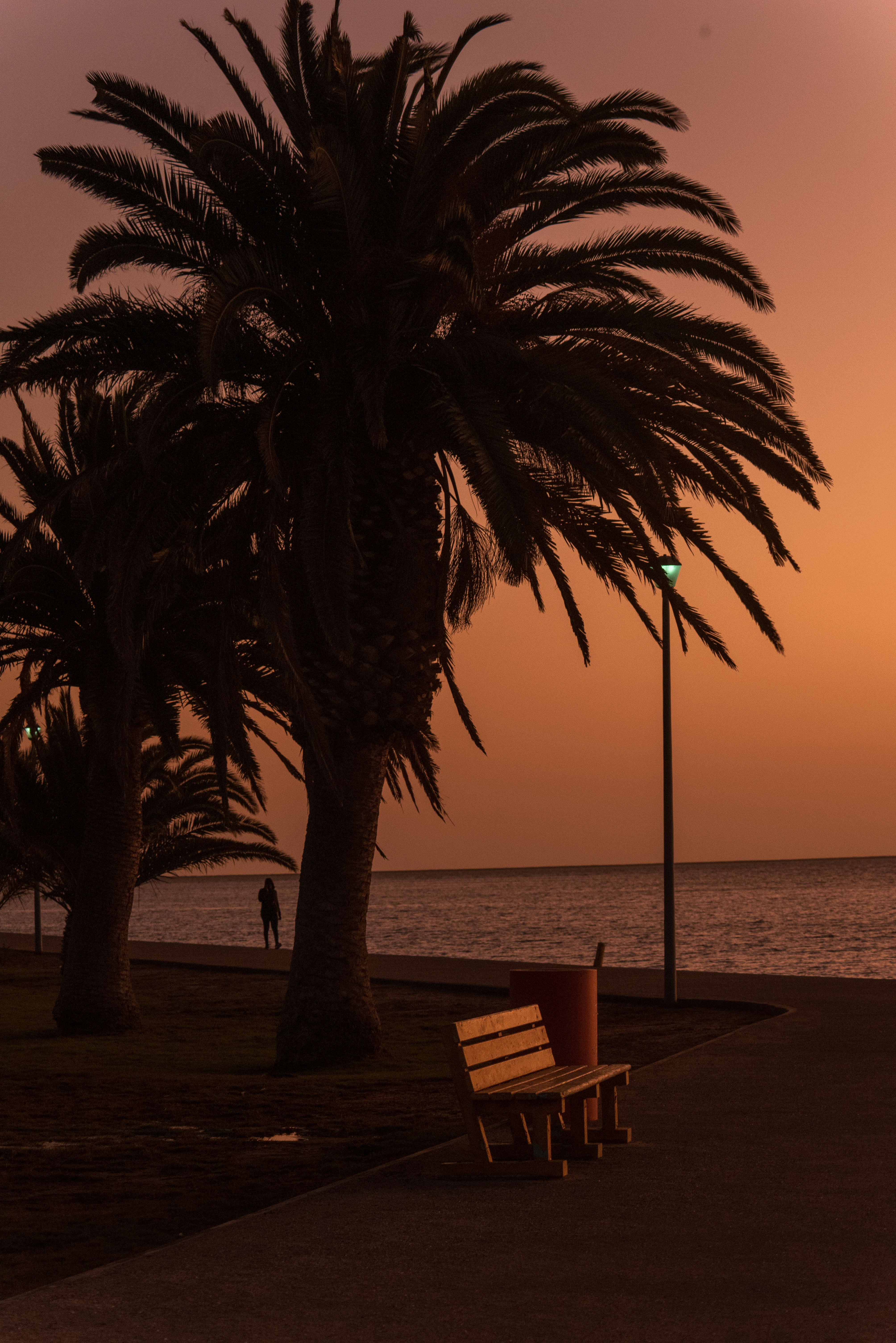 a bench sits under a palm tree