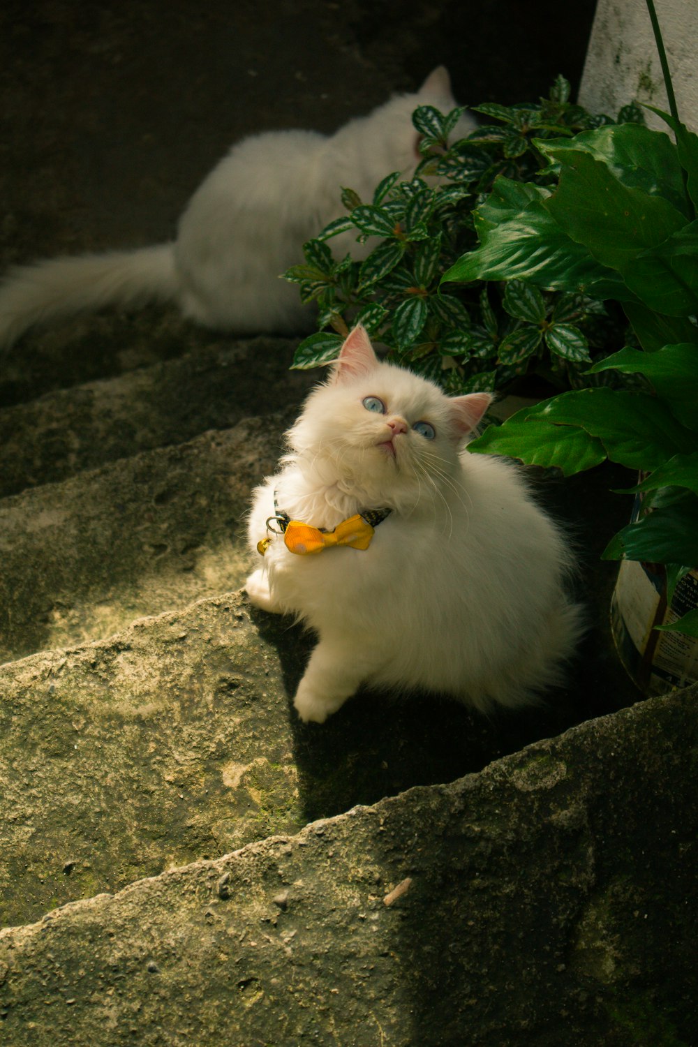 a cat with a toy in its mouth