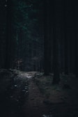 A shadowy forest path lined with tall, dark trees.