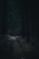 A shadowy forest path illuminated by flickering lanterns under a moonlit sky.