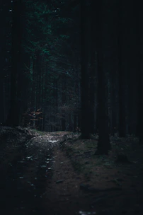 A shadowy forest path illuminated by flickering lanterns under a moonlit sky.