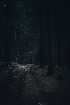 A shadowy forest path lined with tall, dark trees.